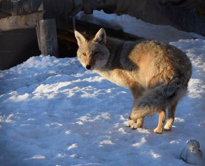 Aspen Valley Animal