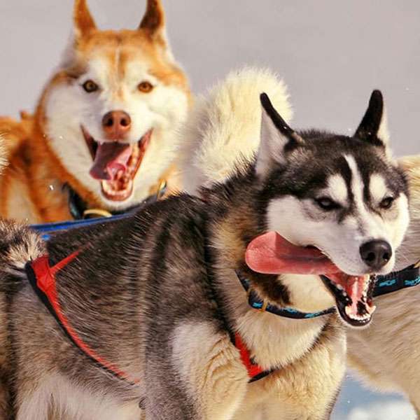 Seguin dog sled team