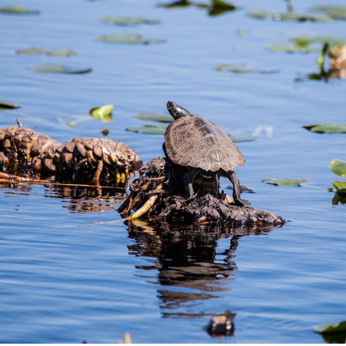 Turtle day at Muskoka Lakes Museum